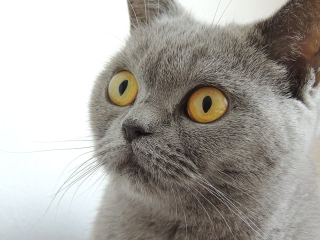 Britishorthair.com