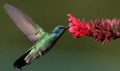colibri2