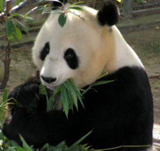panda