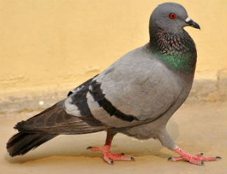 pigeon